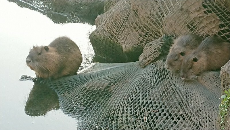 親子とみられるヌートリア＝奈良県王寺町の大和川で2020年10月1日午後4時57分、熊谷仁志撮影