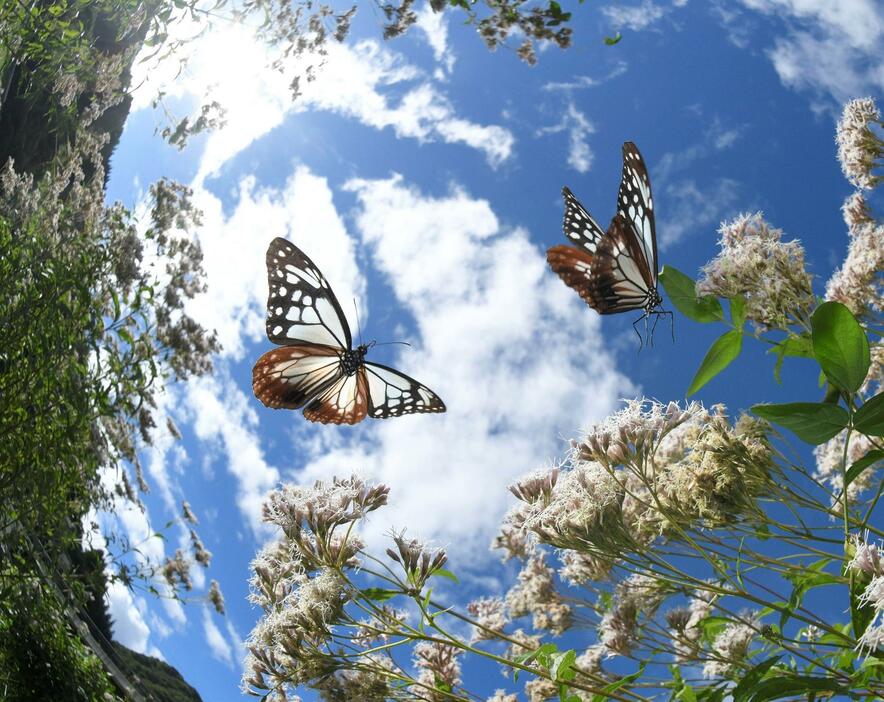 フジバカマの花の蜜を求めて舞うアサギマダラ（魚眼レンズ使用）