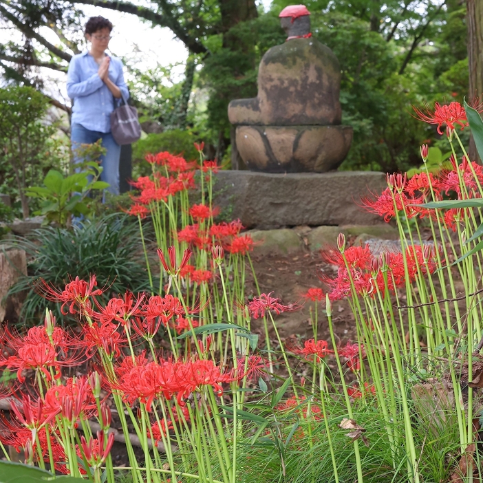 長谷寺の境内で咲き始めたヒガンバナ