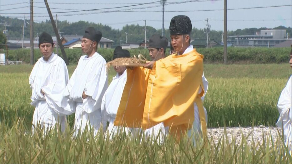 三重県伊勢市の神宮神田で行われた抜穂祭