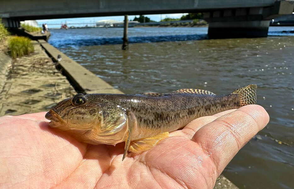 実家近くの川で釣れたデカハゼ。