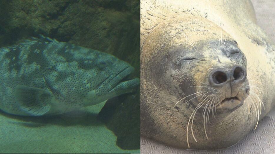 ゴマフアザラシも長寿のお祝い　人間なら８０歳以上　宮島水族館