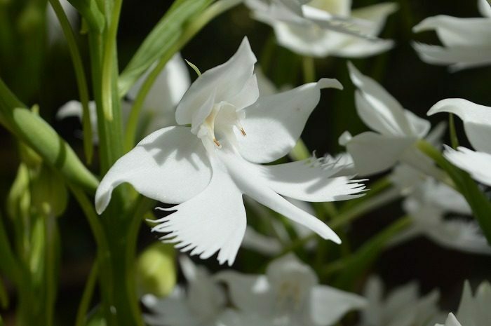 新品種のラン「ペクタベナリアホワイトグリフィン」の花＝６日、本部町の海洋博公園内の熱帯ドリームセンター