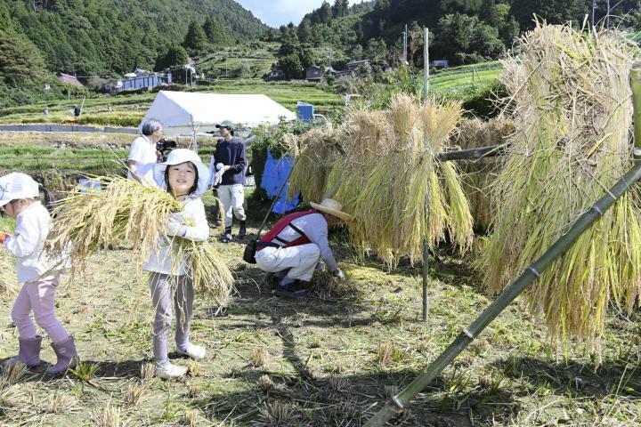 実りの秋を迎えた樫谷棚田で、収穫作業を楽しむ子どもたち