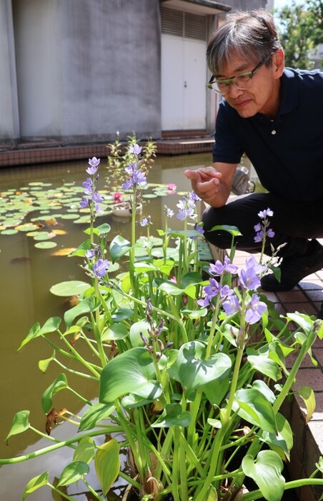 ミズアオイが花を咲かせた倉敷芸術科学大の池