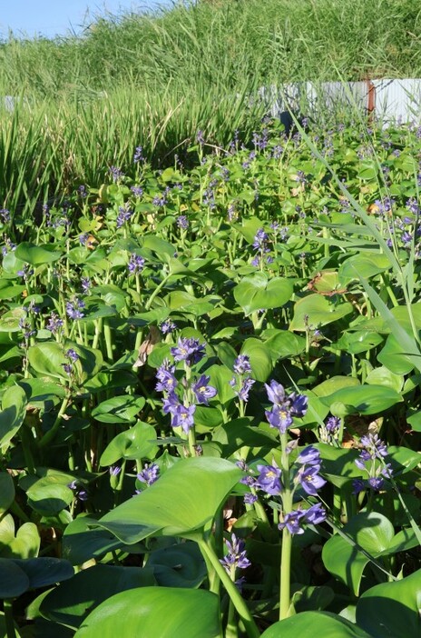 ミズアオイが花を咲かせた自生地＝17日