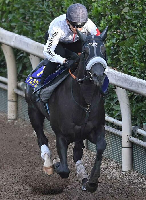 　栗東坂路を力強く駆け上がるナムラクレア（撮影・北村雅宏）