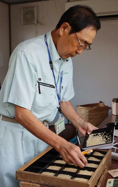 24年産「コシヒカリ」の品質をチェックする検査員（新潟県南魚沼市で、JAみなみ魚沼提供）