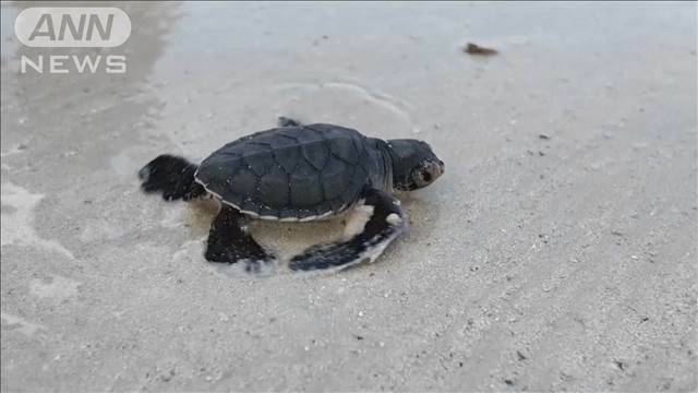 "よちよち歩きのウミガメの赤ちゃんが海へ　絶滅危惧種を守るボランティア"