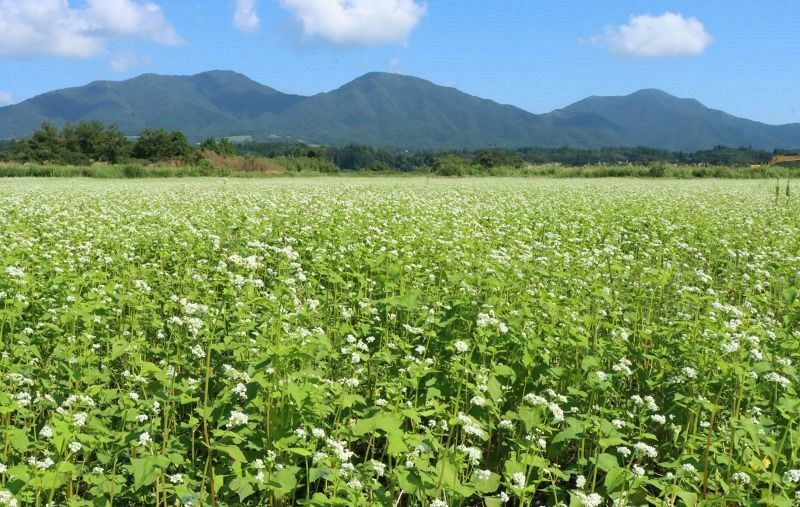 蒜山三座を背に見頃を迎えたソバの花＝9日、真庭市蒜山東茅部