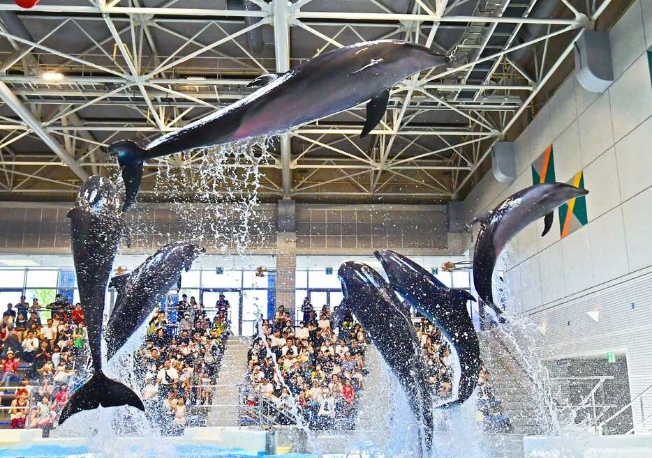 「いるかの時間」を楽しむ家族連れら＝２日午後、鹿児島市のかごしま水族館