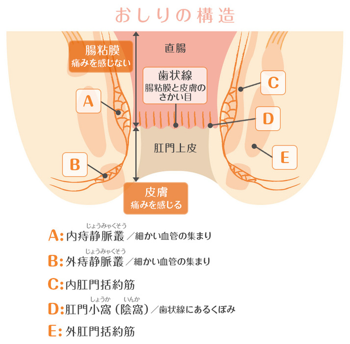 おしりの構造