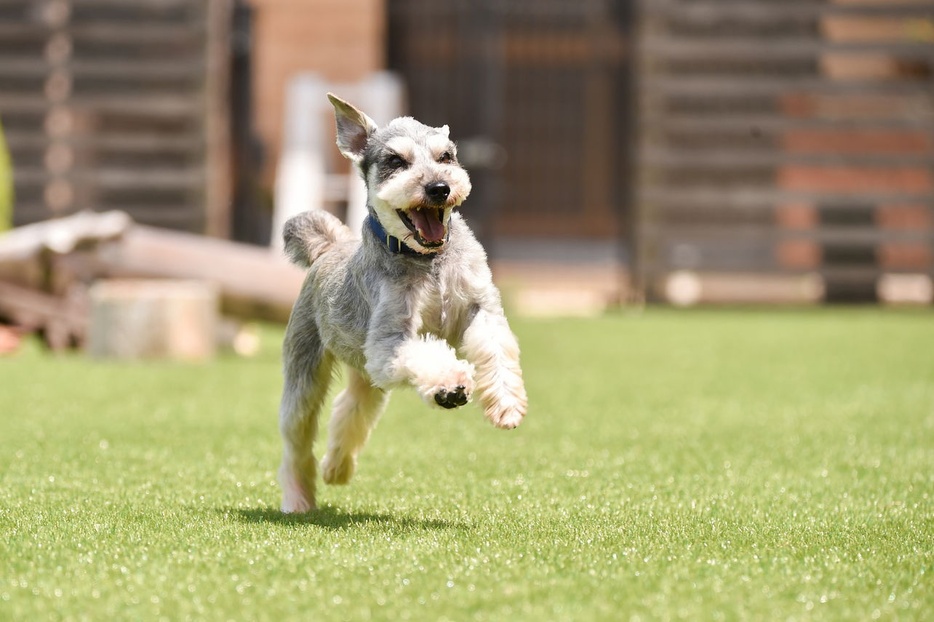 たくさんの表情をみせてくれる愛犬