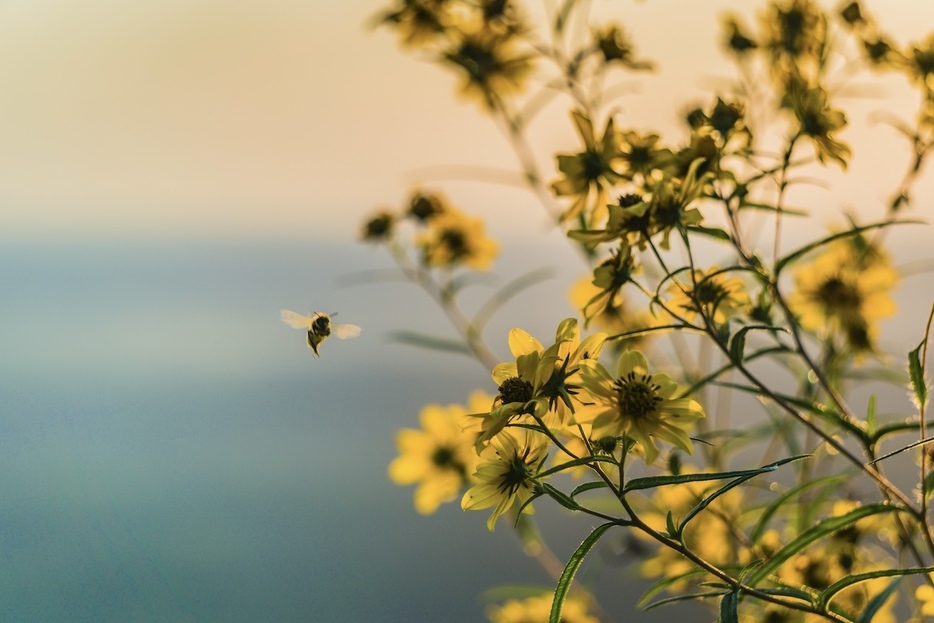 生きたハエの成虫に卵を産み付ける新種の寄生蜂を発見（写真はイメージです）　Brad Huchteman-Unsplash