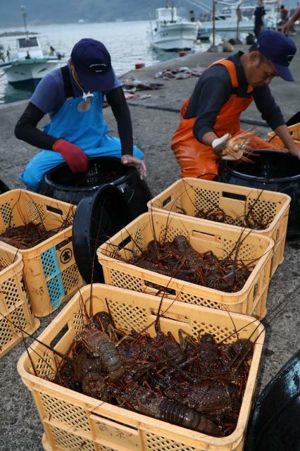 日南市の富土漁港に水揚げされた伊勢エビ＝２日午前