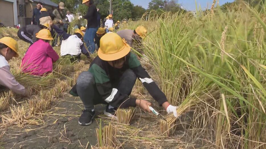 米を収穫する児童ら 愛知県西尾市