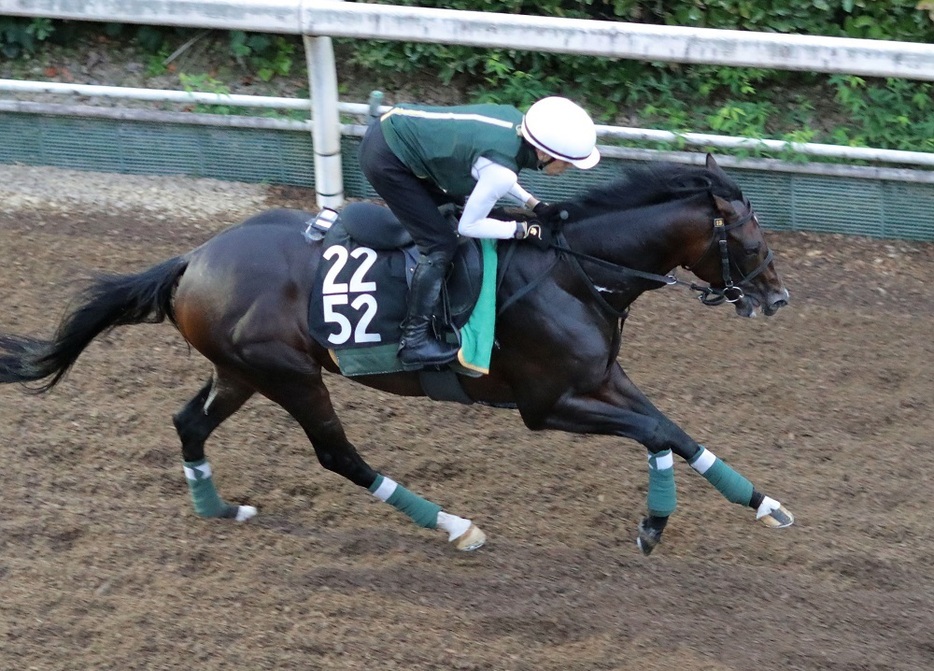 相手強化でも好走が期待できるサトノダイヤモンド産駒のバッデレイト