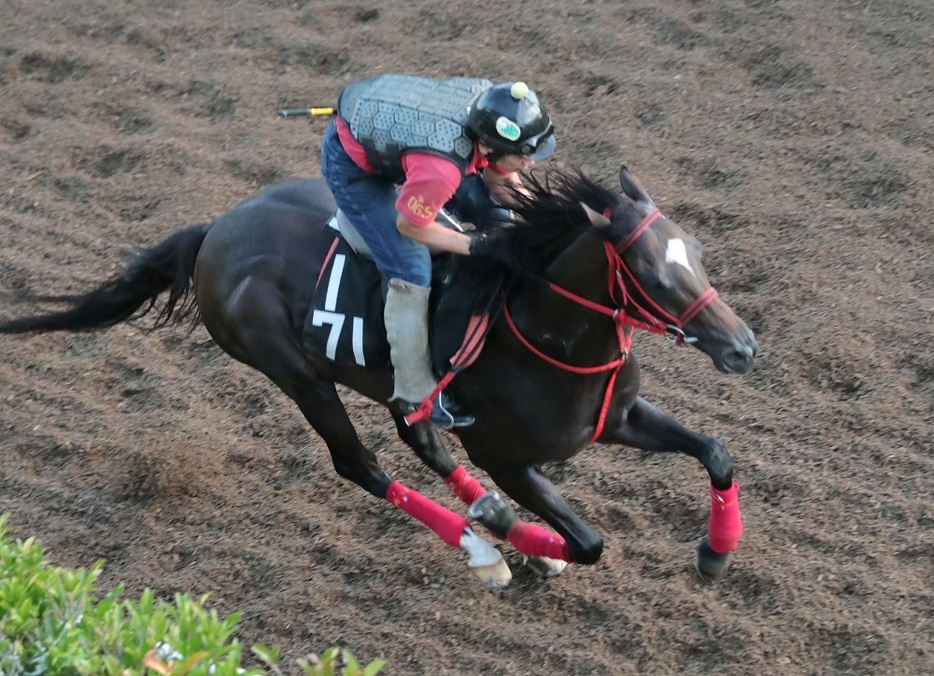 GI朝日杯フューチュリティS2着の実績も光るエコロヴァルツ