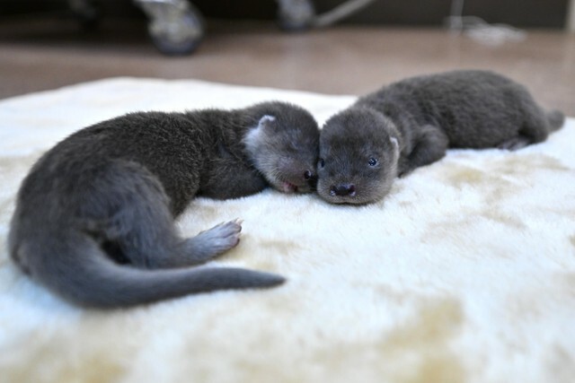 ユーラシアカワウソ赤ちゃん（9.4撮影）提供：よこはま動物園ズーラシア