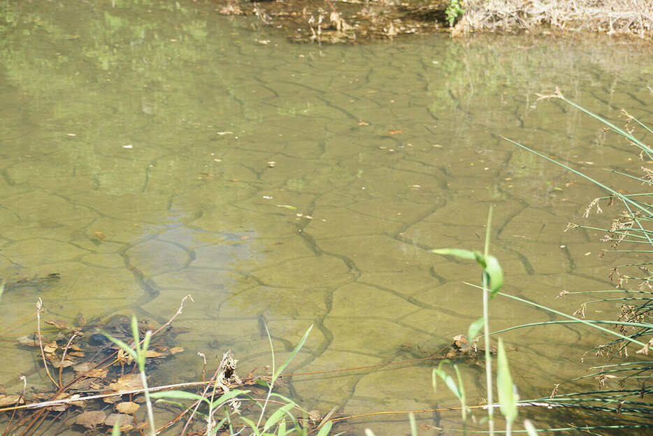 今年5月、岐阜県瑞浪市大湫町で。リニアのトンネル工事の影響でため池は枯れた（たまっている水は前日に降った雨）