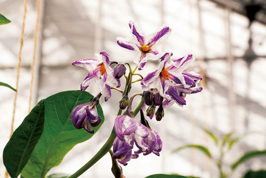 ナスの花によく似たペピーノの花。（撮影／阪口 克　撮影協力／東京農業大学）