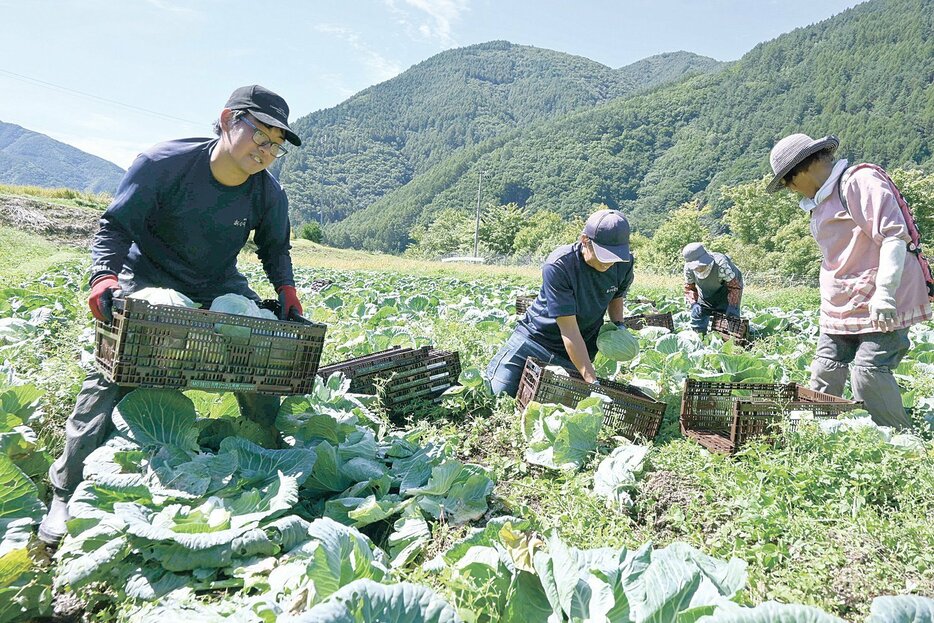 キャベツの収穫作業に汗を流す20代の職員と、地元のお年寄りたち