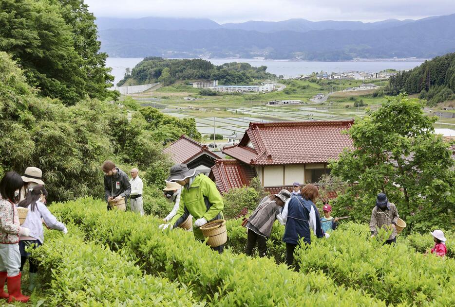 岩手県陸前高田市の畑で行われた茶摘み体験会＝6月