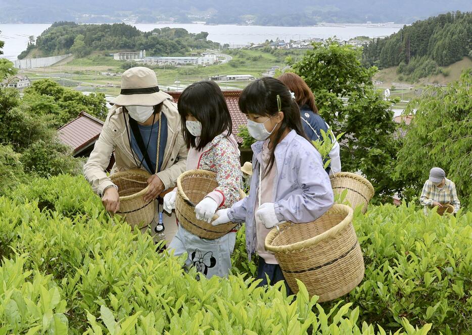 岩手県陸前高田市の畑で茶摘みを体験する人たち＝6月