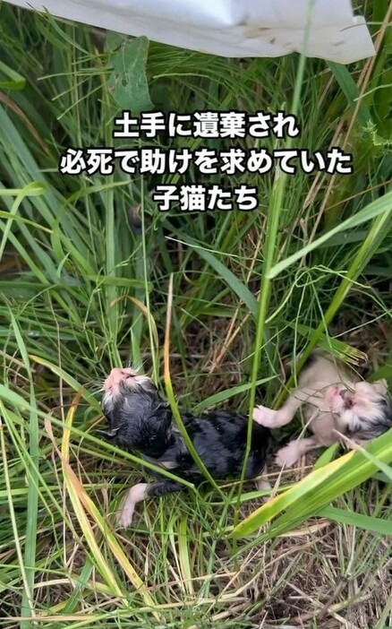 河川敷に遺棄されていた子猫たちを保護（凛さん提供、Instagramよりキャプチャ撮影）