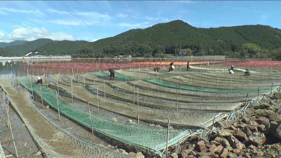 アオサノリの種付け作業 三重県紀北町