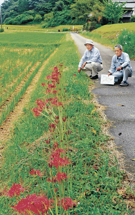 猛暑で開花が遅れているヒガンバナ。「赤い帯」が途切れている＝小矢部市五郎丸