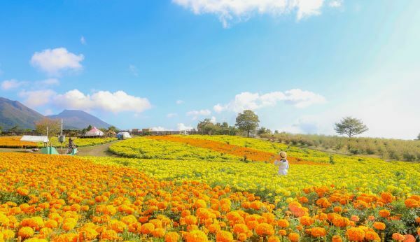 大分で秋の花を堪能する　くじゅう花公園でオータムフェスタ開催