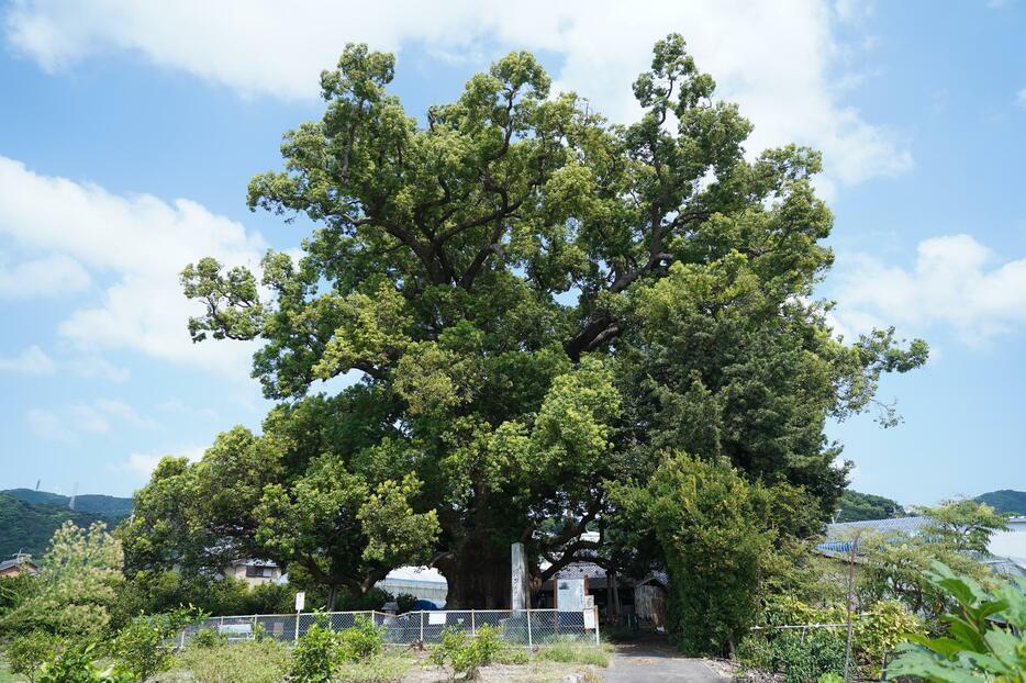 清田の大クス