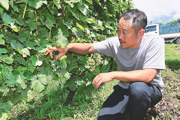 ワイン用ブドウの出来を確かめる田辺さん（長野県東御市で）