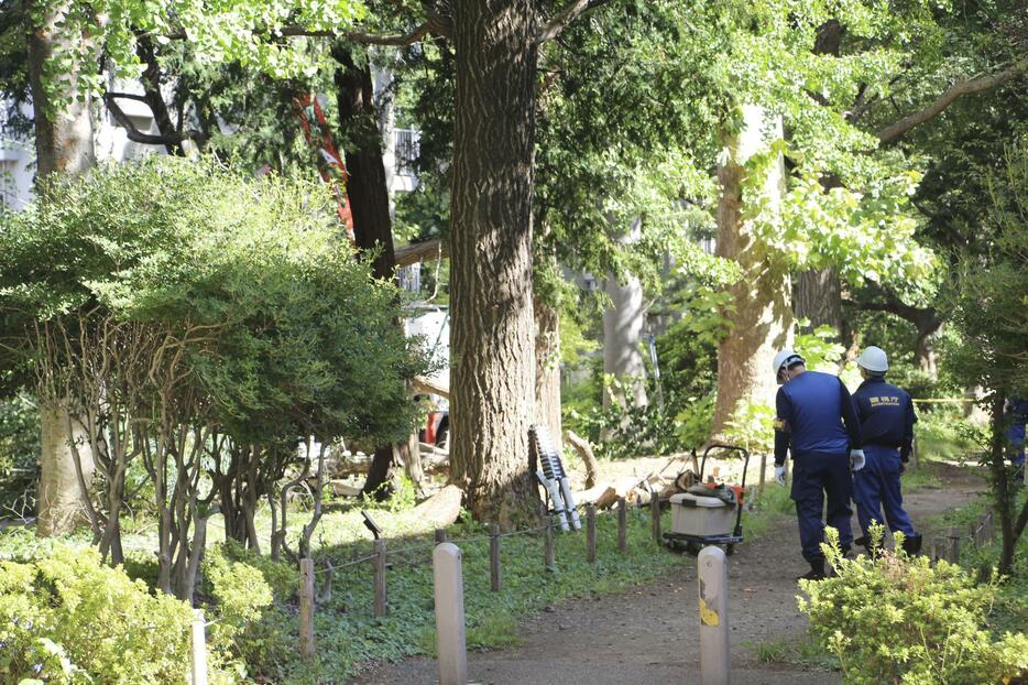 イチョウの枝が落下し男性が死亡した事故の現場を検証する警視庁の捜査員ら＝15日午後、東京都日野市