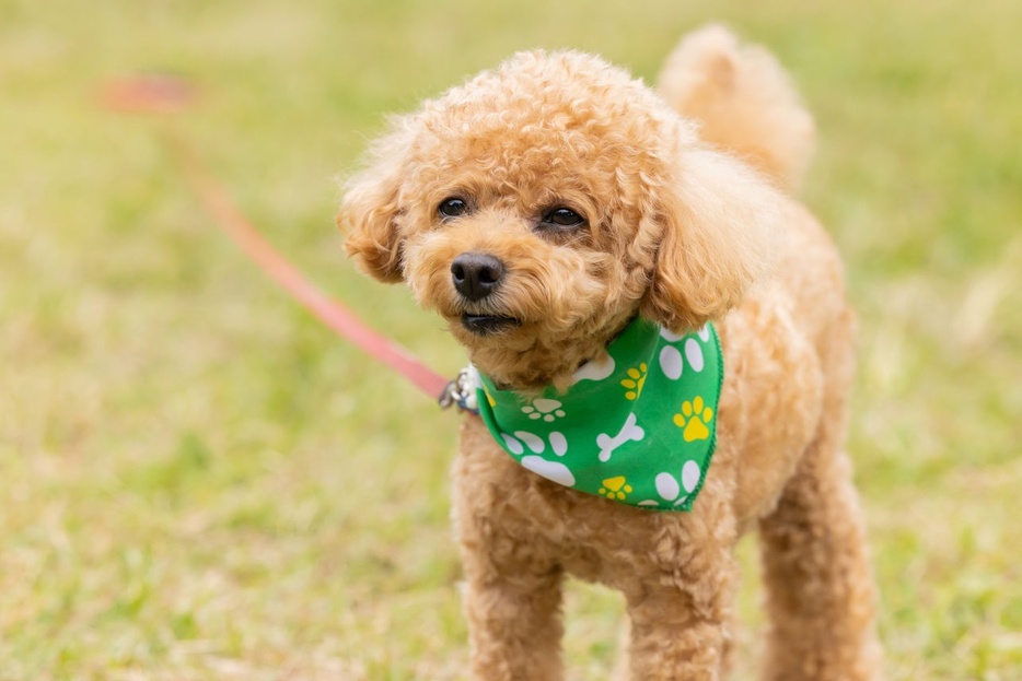 愛犬のキュートな写真