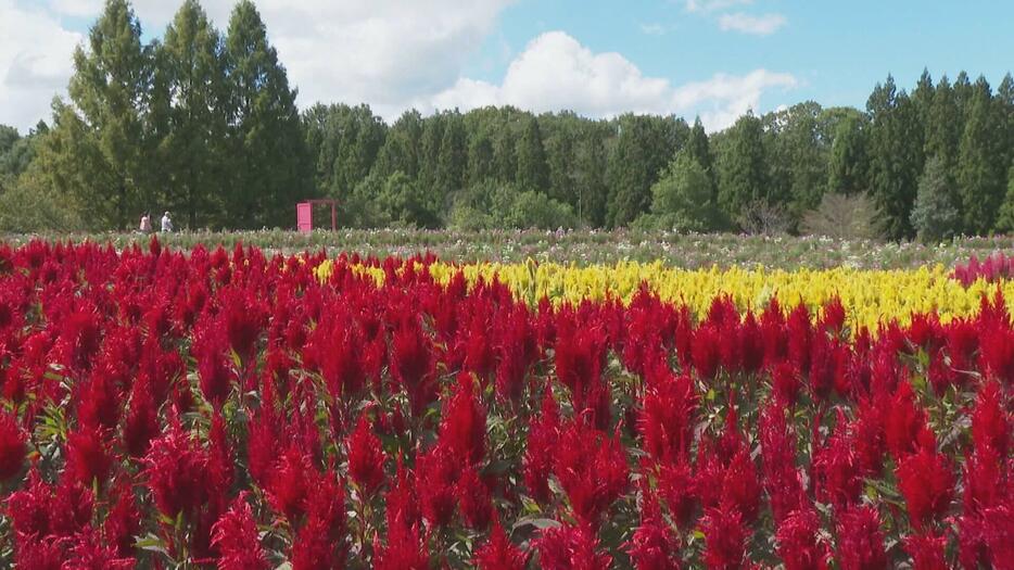 厳しい残暑…県北は秋の花見ごろ　広島・庄原市