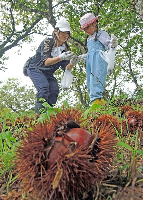 園内に落ちている大粒の栗を拾い集める親子