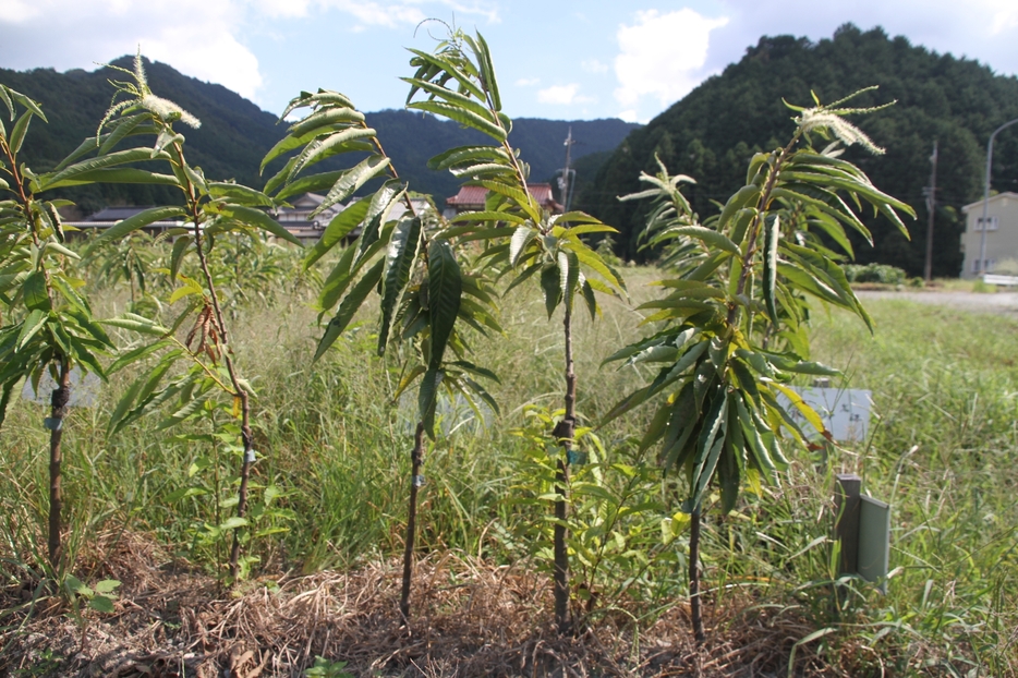 母樹の穂木を接ぎ、苗木生産グループ「丹波栗苗木生産組合」が育てている丹波栗の苗木