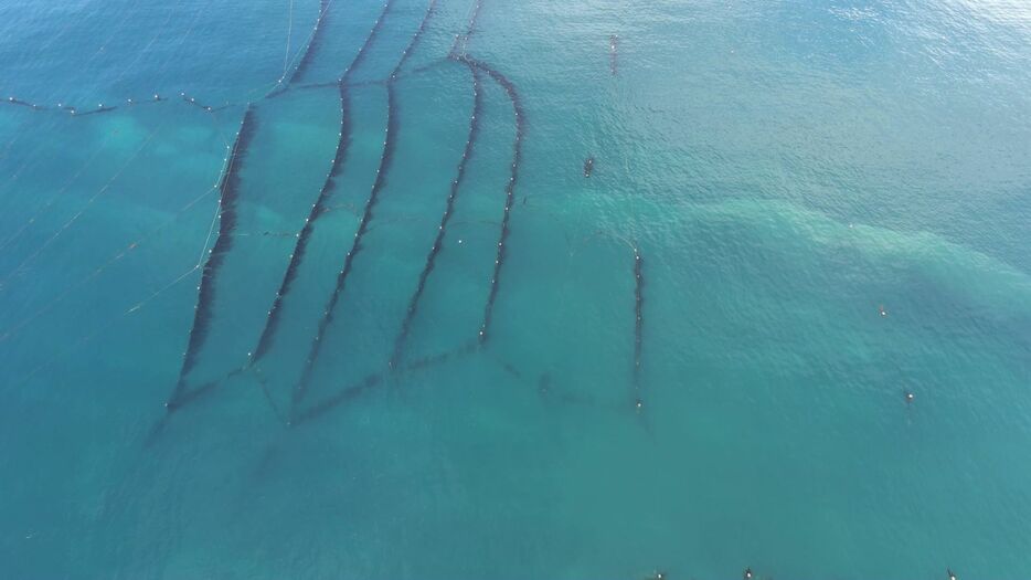 養殖コンブの育成状況を空から確認