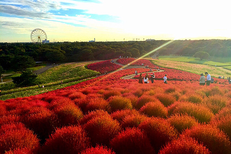 国営ひたち海浜公園コキアの紅葉。