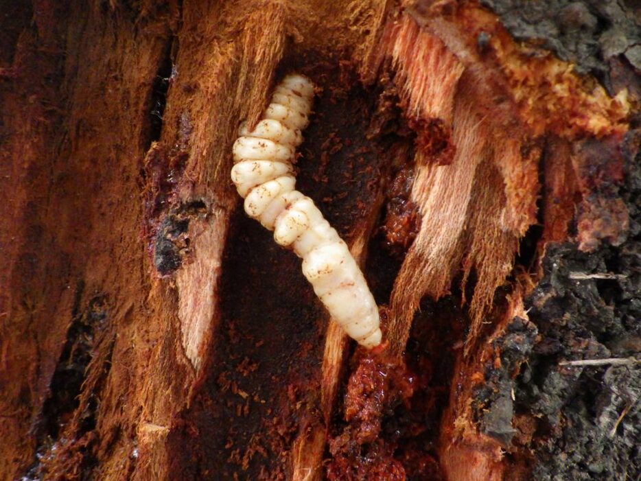 木の内部を食い荒らすクビアカツヤカミキリの幼虫（神戸市提供）