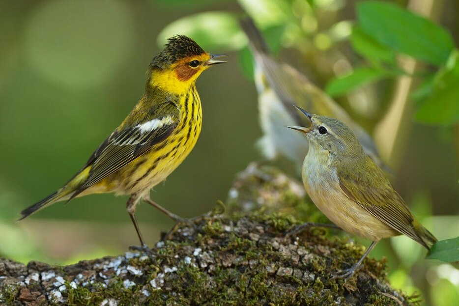 鳴き鳥のホオアカアメリカムシクイとマミジロアメリカムシクイ。写真は縄張り争いの最中だが、これらの渡り鳥は旅の途中で複雑な社会的ネットワークをつくっている可能性がある。（PHOTOGRAPH BY ROLF NUSSBAUMER）