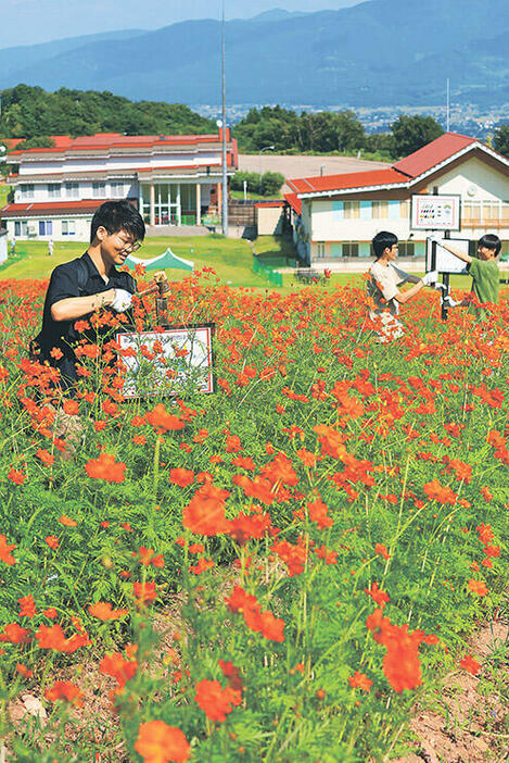 ゲレンデに咲きそろったキバナコスモスの畑に、クイズの看板を立てる学生たち=イオックス・アローザスキー場