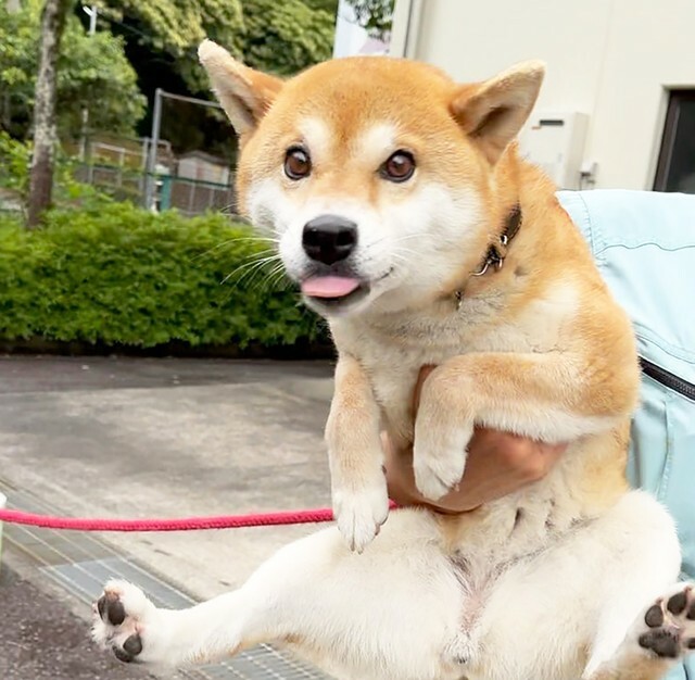 今年5月、静岡の保健所に収容された4歳ほどのメスの柴犬・小鞠（こまり）ちゃん