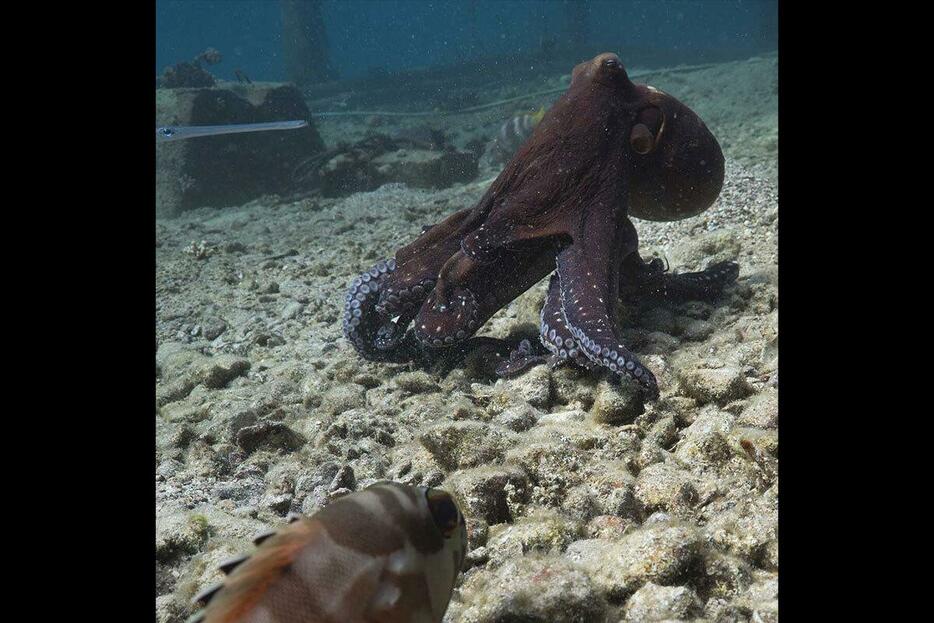 動きが遅く、狩り仲間の足を引っ張る魚を、タコは殴ることがあるという。（Photograph By Simon Gingins）