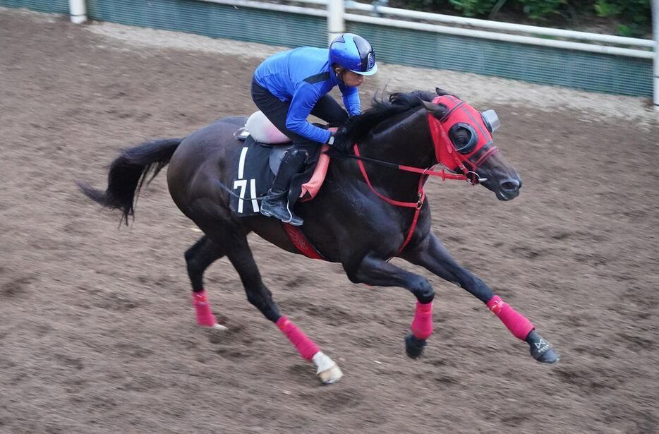 セントライト記念の追い切りを行ったエコロヴァルツ（撮影・岩川晋也）