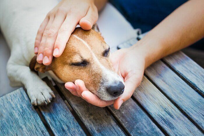 なでられる犬