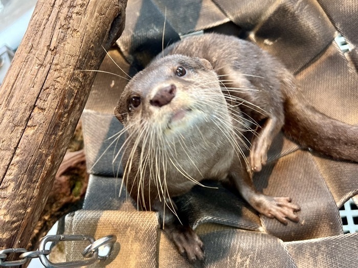 誕生日を迎えるコツメカワウソ「お浜」