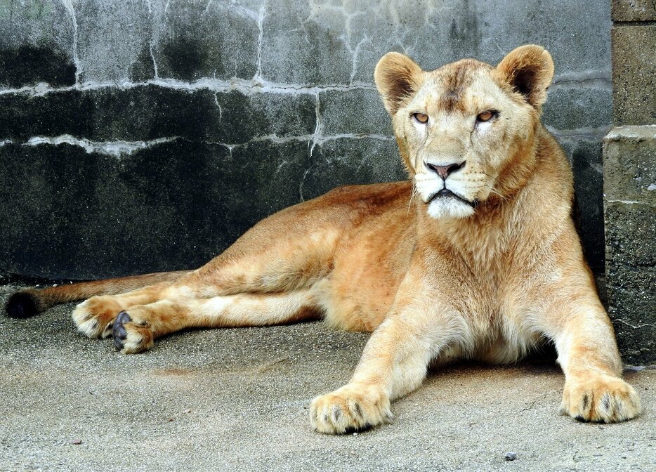 新たに迎える雌コウメ（徳山動物園提供）